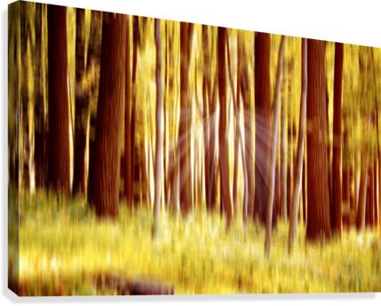 Enlightenment Canvas Print