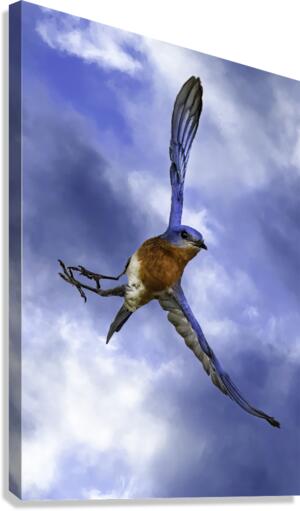 Bluebird Canvas Print