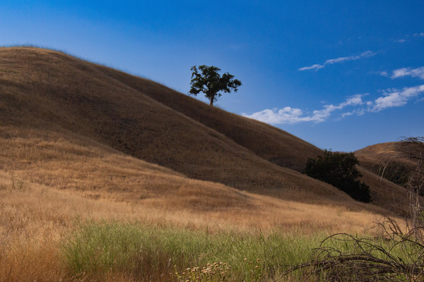 Lonely Oak-- Conejo Valley-- California by Christopher Nunes