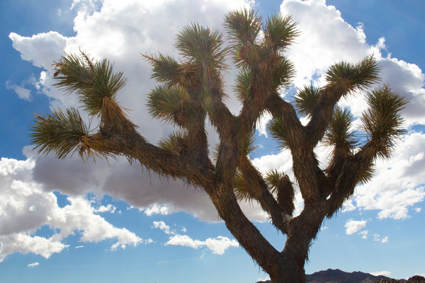 In the Clouds-- Joshua Tree by Christopher Nunes