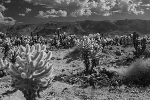 Happy Cholla Cactus-- Joshua Tree by Christopher Nunes