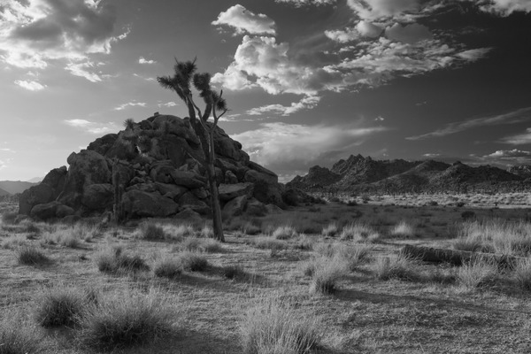 Shadowy Boulders-- Joshua Tree by Christopher Nunes
