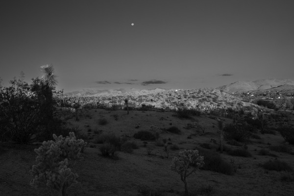Moonrise--Joshua tree by Christopher Nunes