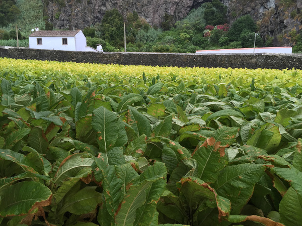 Tobacco Plantation--Sao Miguel--Azores--Portugal by Christopher Nunes