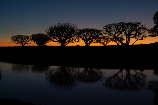 Malibu Tree Paradise  by Christopher Nunes