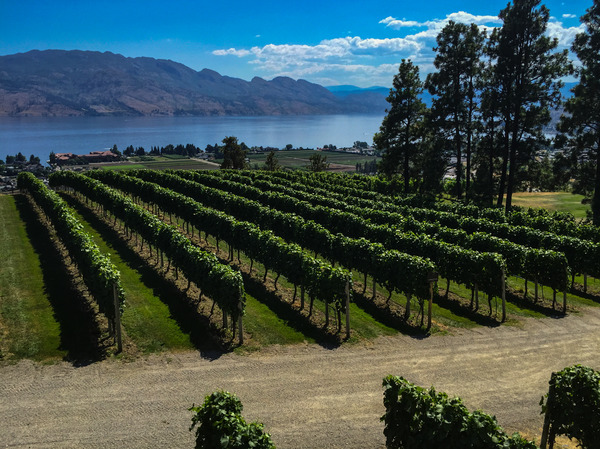 Vineyard View--British Columbia--Canada by Christopher Nunes