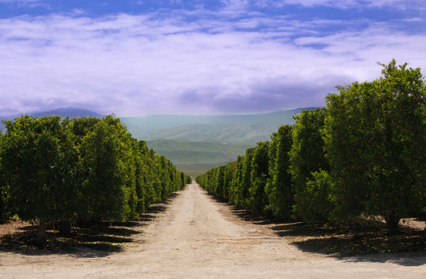Lemon Grove--Anza Borrego--California by Christopher Nunes