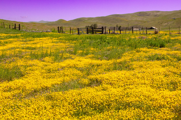 Hillside Daisies--Carrizo Plain--California by Christopher Nunes