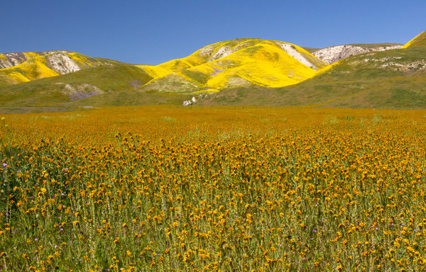Yellow Mountains--Carrizo Plain--California by Christopher Nunes