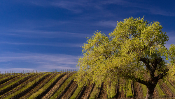 Roller Coaster Vineyard--Happy Canyon California by Christopher Nunes