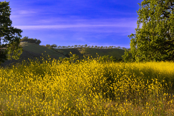 Happy Canyon Wildflowers--Santa Ynez--California by Christopher Nunes
