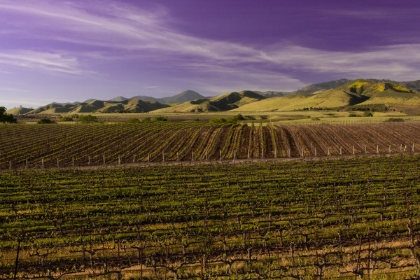 Vineyard Alley--Happy Valley Canyon--California by Christopher Nunes