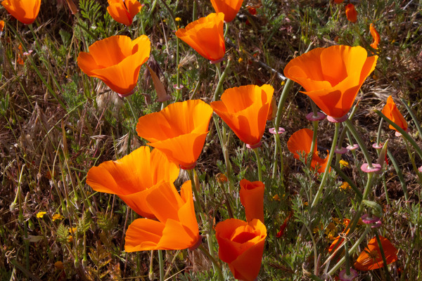 California Poppies--Antelope Valley--California by Christopher Nunes