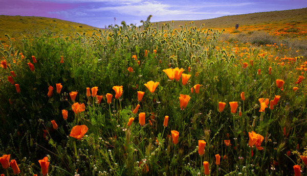 Fiddleneck and Poppy Wildflowers--Antelope Valley--California by Christopher Nunes