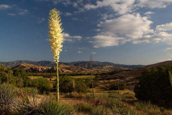 Yucca Bloom--Vasquez Rocks--Near Agua Dulce--California by Christopher Nunes