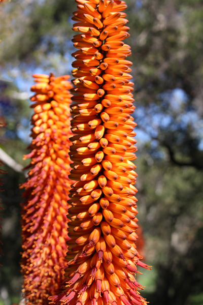 Taft Nature Preserve--Santa Ana Canyon--Ojai--California by Christopher Nunes