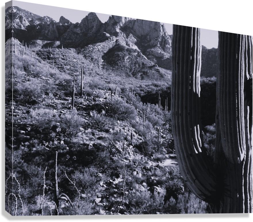44961 Canvas Print