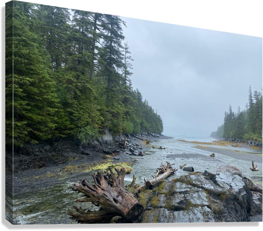 driftwood Canvas Print