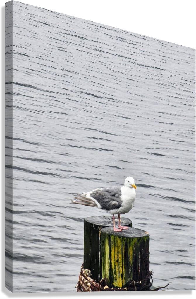 seagull  Canvas Print