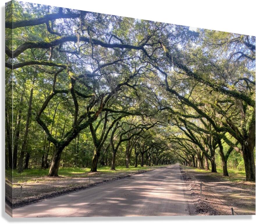dirt road Canvas Print