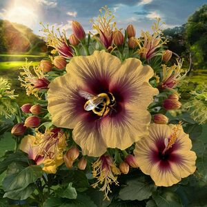 The hibiscus flowers are in various stages of bloom