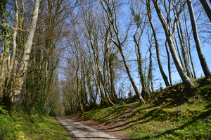 wooded path