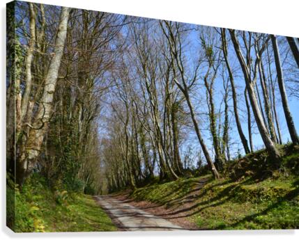 wooded path Canvas Print