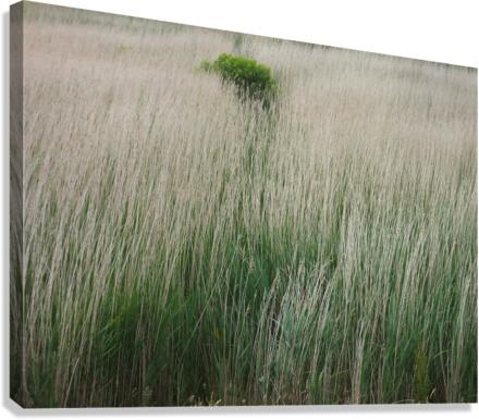 Intrus02 Canvas Print