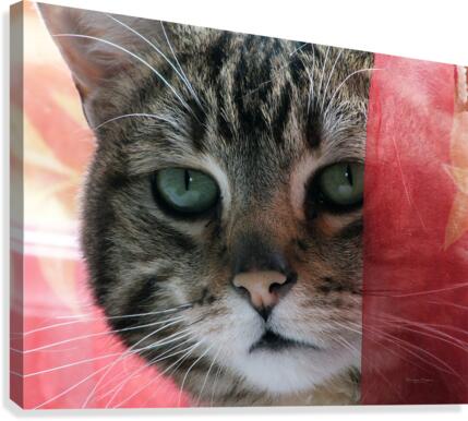 malou01 Canvas Print