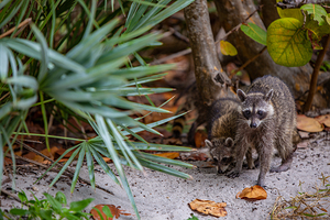 Miami Critters