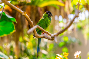 Sleepytime Parrot