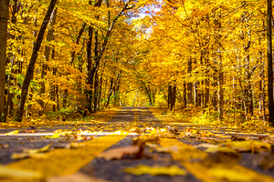 Yellow Leaf Road