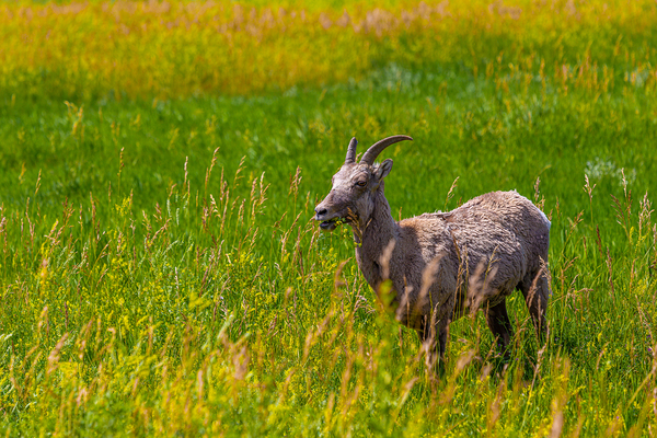 Lunchtime Goat by C R Fine Arts by Branded Exposure LLC