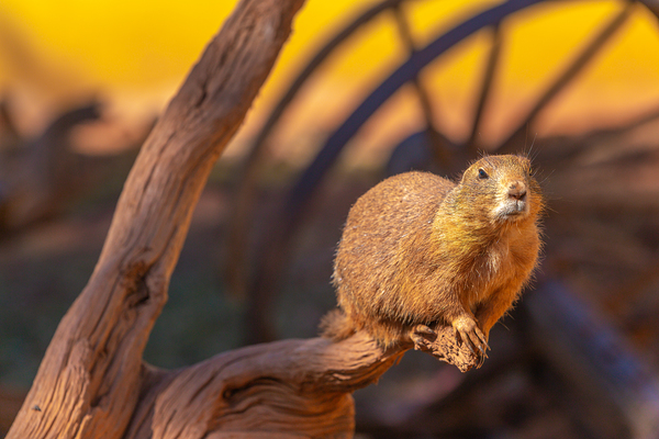 Prairie Dog Hangin Out Print