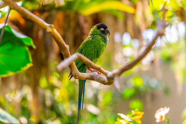Sleepytime Parrot by C R Fine Arts by Branded Exposure LLC