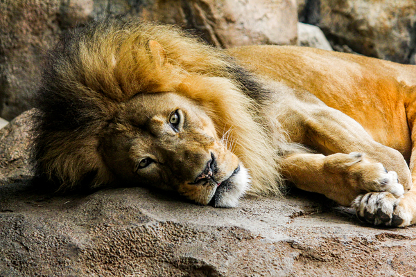 The King Relaxes Print