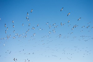A Flock of Seagulls