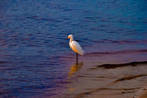 Egret at Sunset