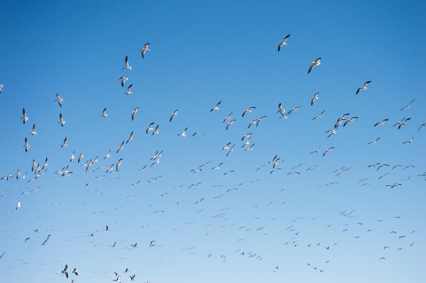 A Flock of Seagulls by Hemingway Natural Photography