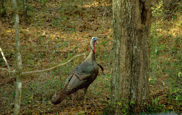Gobbler Print