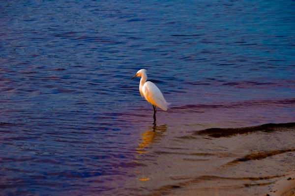 Egret at Sunset by Hemingway Natural Photography