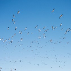 A Flock of Seagulls