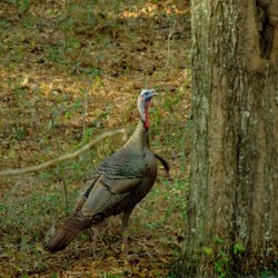 Gobbler