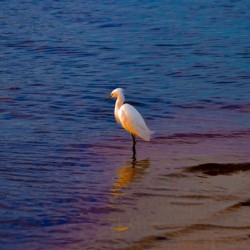 Egret at Sunset