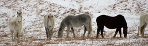 Kansas Mustangs
