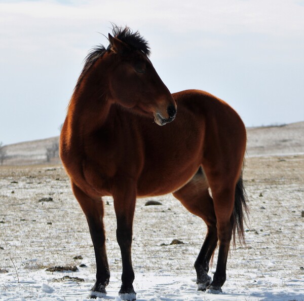 Mare Stare Print