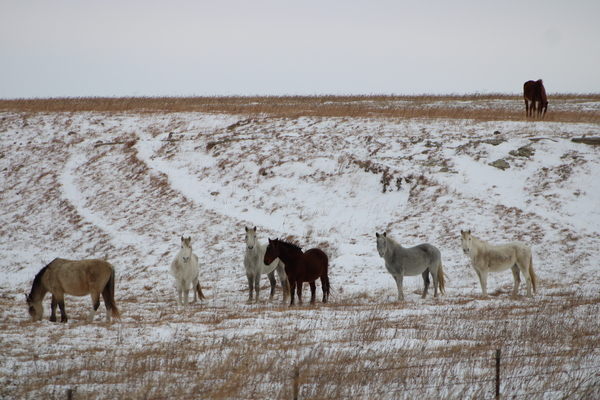 Small Herd Print