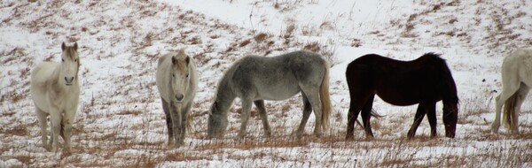 Kansas Mustangs Print