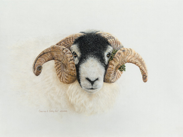 Swaledale Ram Print
