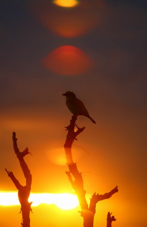 AdriaanPrinsloo 4028